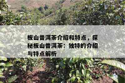 板山普洱茶介绍和特点，探秘板山普洱茶：独特的介绍与特点解析