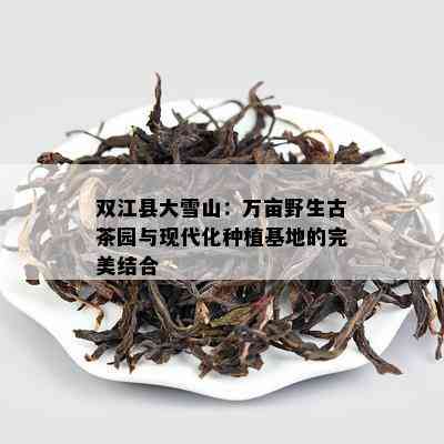 双江县大雪山：万亩野生古茶园与现代化种植基地的完美结合