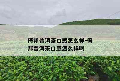 倚邦普洱茶口感怎么样-倚邦普洱茶口感怎么样啊