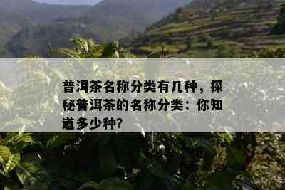 普洱茶名称分类有几种，探秘普洱茶的名称分类：你知道多少种？