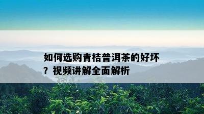 如何选购青桔普洱茶的好坏？视频讲解全面解析