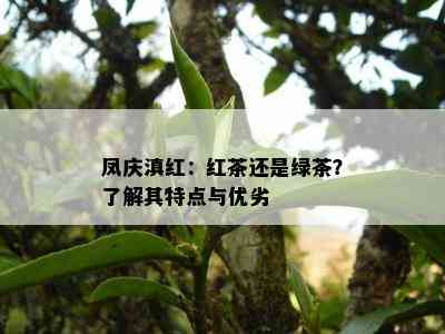 凤庆滇红：红茶还是绿茶？了解其特点与优劣