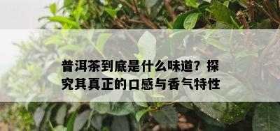 普洱茶到底是什么味道？探究其真正的口感与香气特性