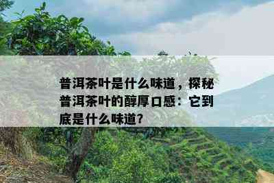 普洱茶叶是什么味道，探秘普洱茶叶的醇厚口感：它到底是什么味道？