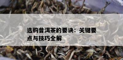 选购普洱茶的要诀：关键要点与技巧全解