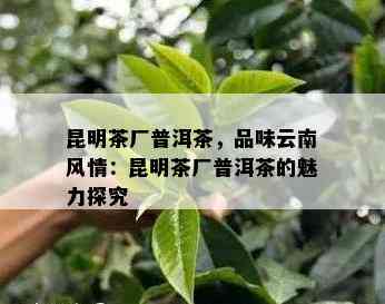 昆明茶厂普洱茶，品味云南风情：昆明茶厂普洱茶的魅力探究