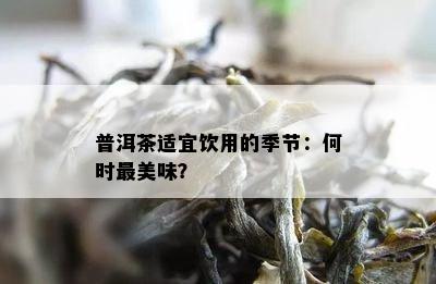 普洱茶适宜饮用的季节：何时最美味？