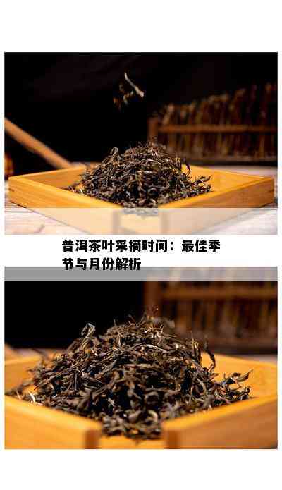 普洱茶叶采摘时间：更佳季节与月份解析