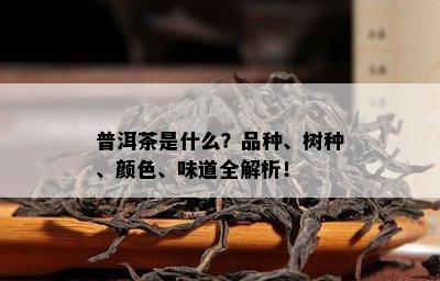 普洱茶是什么？品种、树种、颜色、味道全解析！