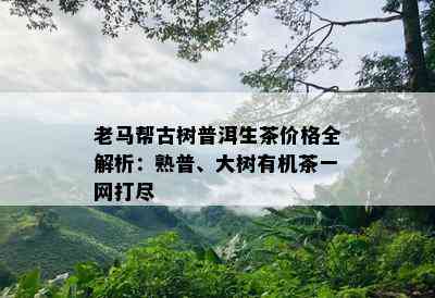 老马帮古树普洱生茶价格全解析：熟普、大树有机茶一网打尽