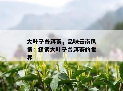 大叶子普洱茶，品味云南风情：探索大叶子普洱茶的世界