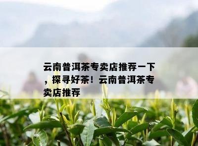 云南普洱茶专卖店推荐一下，探寻好茶！云南普洱茶专卖店推荐