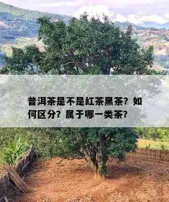 普洱茶是不是红茶黑茶？如何区分？属于哪一类茶？