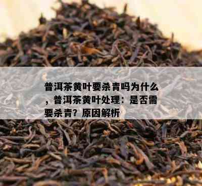 普洱茶黄叶要杀青吗为什么，普洱茶黄叶处理：是否需要杀青？原因解析