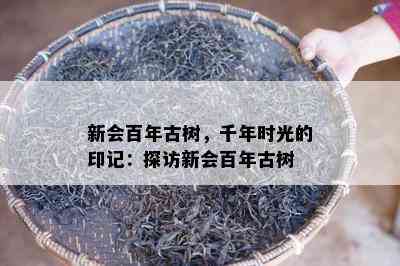 新会百年古树，千年时光的印记：探访新会百年古树