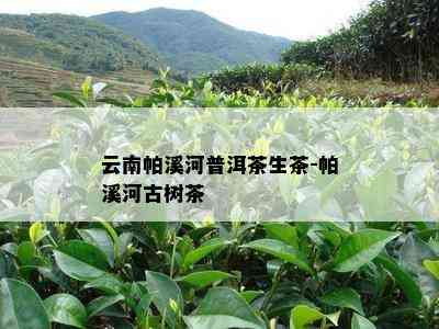 云南帕溪河普洱茶生茶-帕溪河古树茶