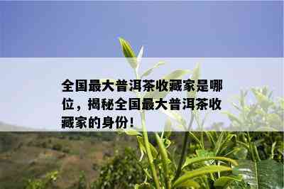 全国更大普洱茶收藏家是哪位，揭秘全国更大普洱茶收藏家的身份！