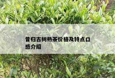 昔归古树熟茶价格及特点口感介绍