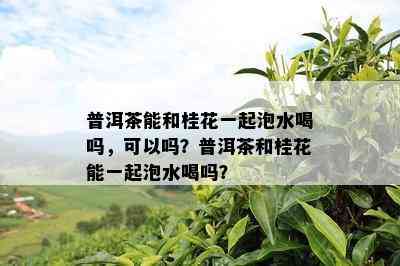 普洱茶能和桂花一起泡水喝吗，可以吗？普洱茶和桂花能一起泡水喝吗？