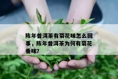 陈年普洱茶有菊花味怎么回事，陈年普洱茶为何有菊花香味？