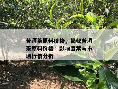 普洱茶原料价格，揭秘普洱茶原料价格：影响因素与市场行情分析