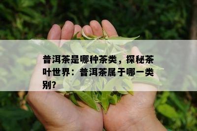 普洱茶是哪种茶类，探秘茶叶世界：普洱茶属于哪一类别？