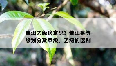 普洱乙级啥意思？普洱茶等级划分及甲级、乙级的区别