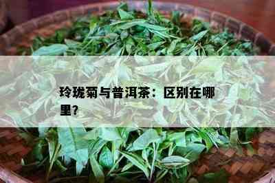 玲珑菊与普洱茶：区别在哪里？