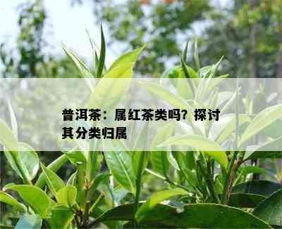 普洱茶：属红茶类吗？探讨其分类归属