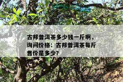 古邦普洱茶多少钱一斤啊，询问价格：古邦普洱茶每斤售价是多少？