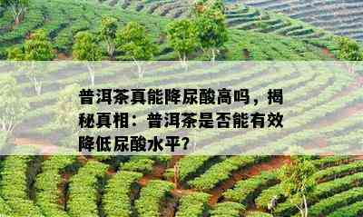 普洱茶真能降尿酸高吗，揭秘真相：普洱茶是否能有效降低尿酸水平？