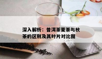 深入解析：普洱茶夏茶与秋茶的区别及其叶片对比图