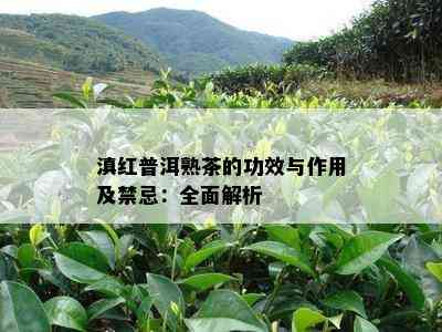 滇红普洱熟茶的功效与作用及禁忌：全面解析