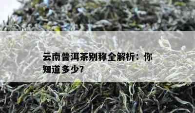 云南普洱茶别称全解析：你知道多少？