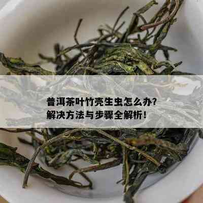 普洱茶叶竹壳生虫怎么办？解决方法与步骤全解析！