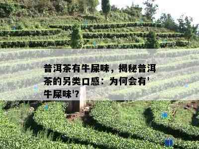 普洱茶有牛屎味，揭秘普洱茶的另类口感：为何会有'牛屎味'？