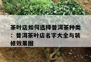 茶叶店如何选择普洱茶种类：普洱茶叶店名字大全与装修效果图