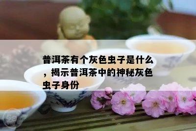 普洱茶有个灰色虫子是什么，揭示普洱茶中的神秘灰色虫子身份