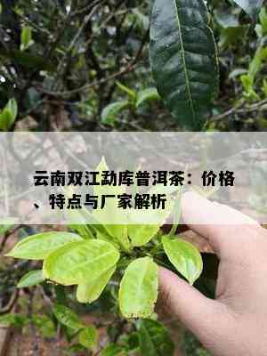 云南双江勐库普洱茶：价格、特点与厂家解析