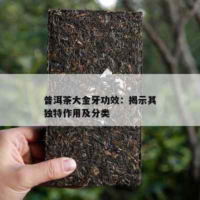 普洱茶大金牙功效：揭示其独特作用及分类