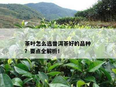 茶叶怎么选普洱茶好的品种？要点全解析！