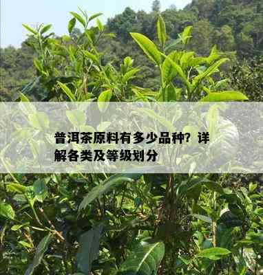 普洱茶原料有多少品种？详解各类及等级划分