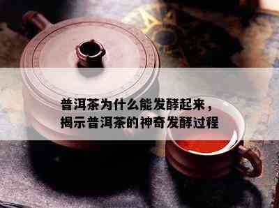 普洱茶为什么能发酵起来，揭示普洱茶的神奇发酵过程