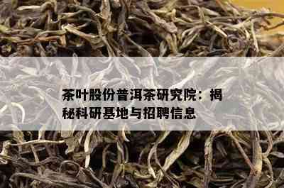 茶叶股份普洱茶研究院：揭秘科研基地与招聘信息