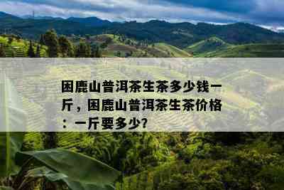 困鹿山普洱茶生茶多少钱一斤，困鹿山普洱茶生茶价格：一斤要多少？