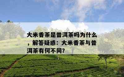 大米香茶是普洱茶吗为什么，解答疑惑：大米香茶与普洱茶有何不同？