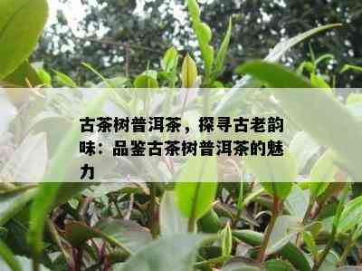 古茶树普洱茶，探寻古老韵味：品鉴古茶树普洱茶的魅力