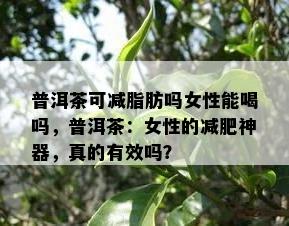 普洱茶可减脂肪吗女性能喝吗，普洱茶：女性的减肥神器，真的有效吗？