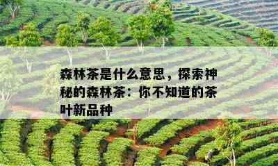 森林茶是什么意思，探索神秘的森林茶：你不知道的茶叶新品种