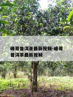 峰哥普洱茶最新视频-峰哥普洱茶最新视频